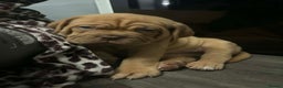 Dogue De Bordeaux dogs for sale: READY TO LEAVE! Stunning Dogue De Bordeaux Puppies - Advert 10