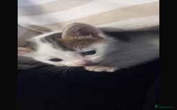 Mixed Breed cats for sale: 3 kitties for sale  - Image 10