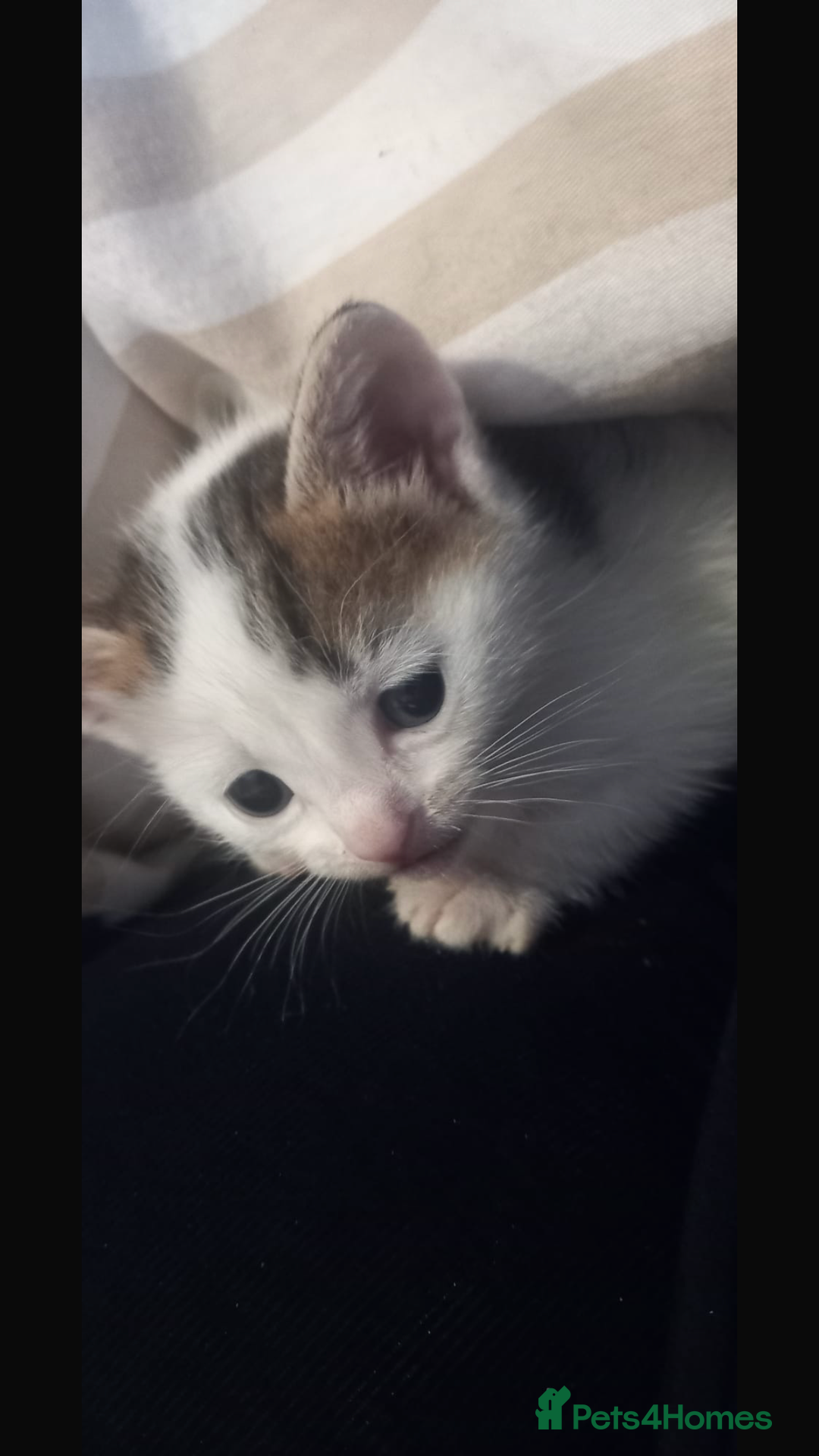 Mixed Breed cats for sale: 3 kitties for sale  - Image 10