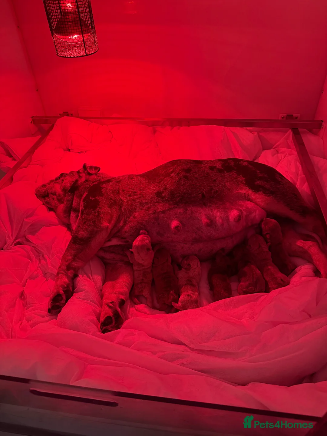 English Bulldog dogs for sale: 1 stunning female left 🔥🔥🔥 - Advert 24