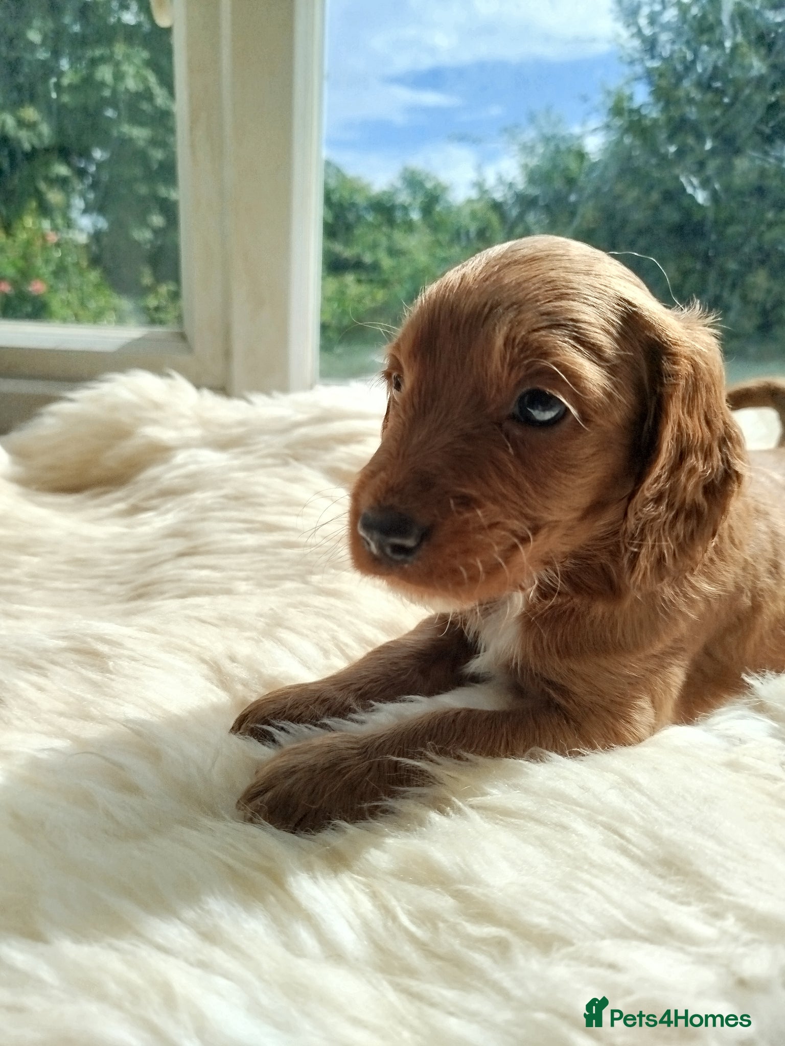 Cockapoo dogs Cockerpoo f2 - Advert 1