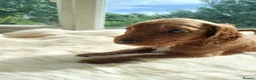 Cockapoo dogs for sale: Cockerpoo f2 - Advert 7