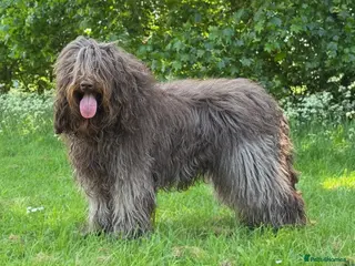 Labradoodle dogs *Waiting List* F4 Standard Labradoodles - Advert 18