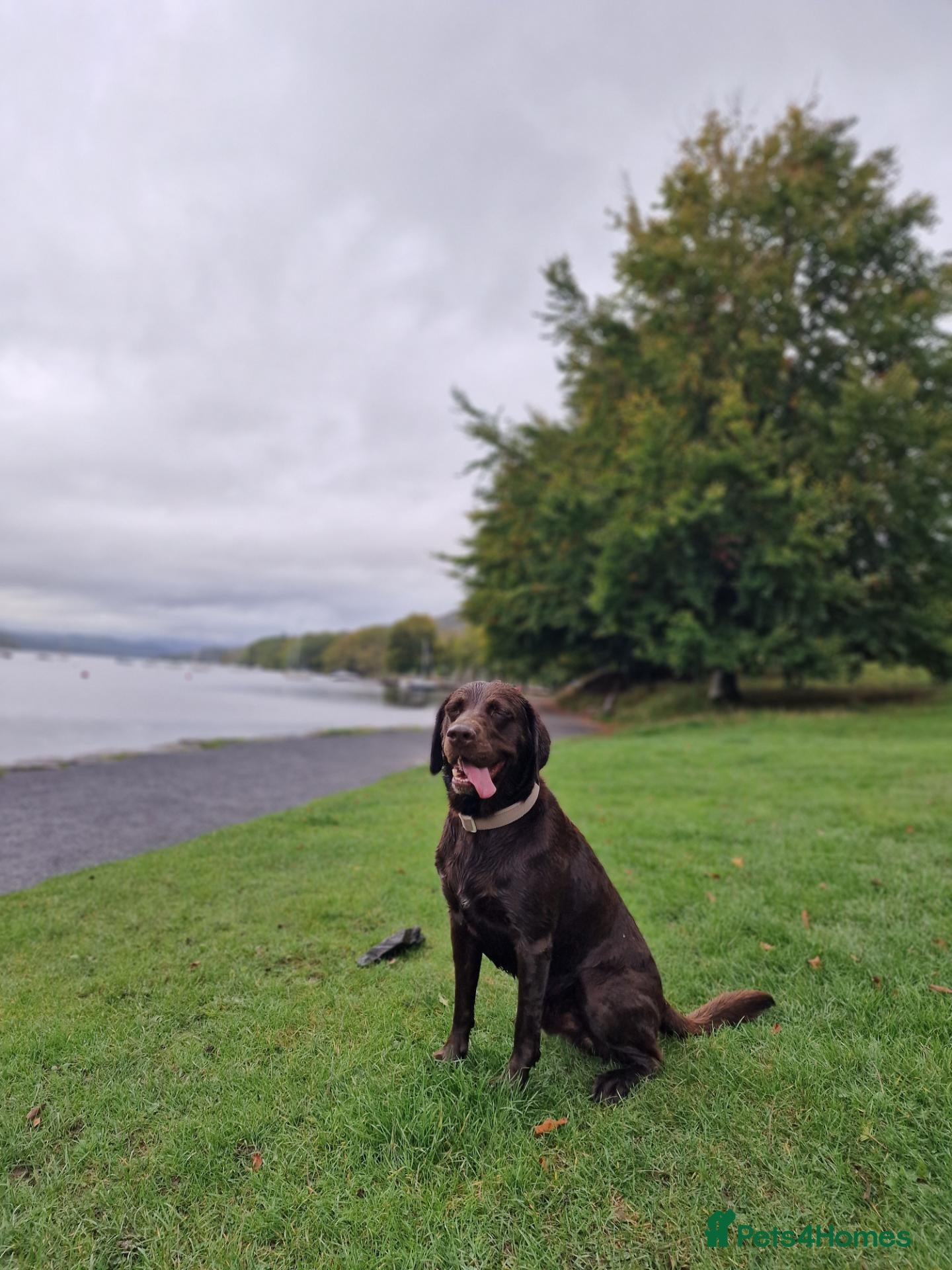 Labrador Retriever dogs Beautiful Proofed from the First time boy for stud - Advert 2