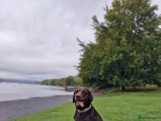 Labrador Retriever dogs for stud: Beautiful Proofed from the First time boy for stud - Advert 2