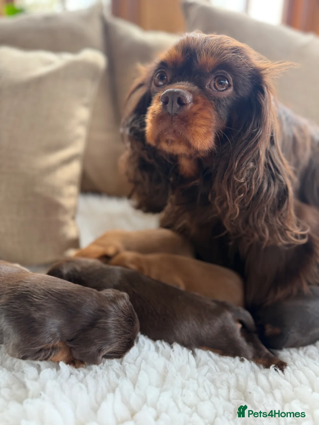 Cavalier King Charles Spaniel dogs for sale: Choc & Ruby Cavaliers E ** tensively Health Tested in Romford - Advert 2