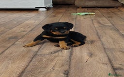Rottweiler dogs for sale: chunky rottweiler puppy  - Image 5