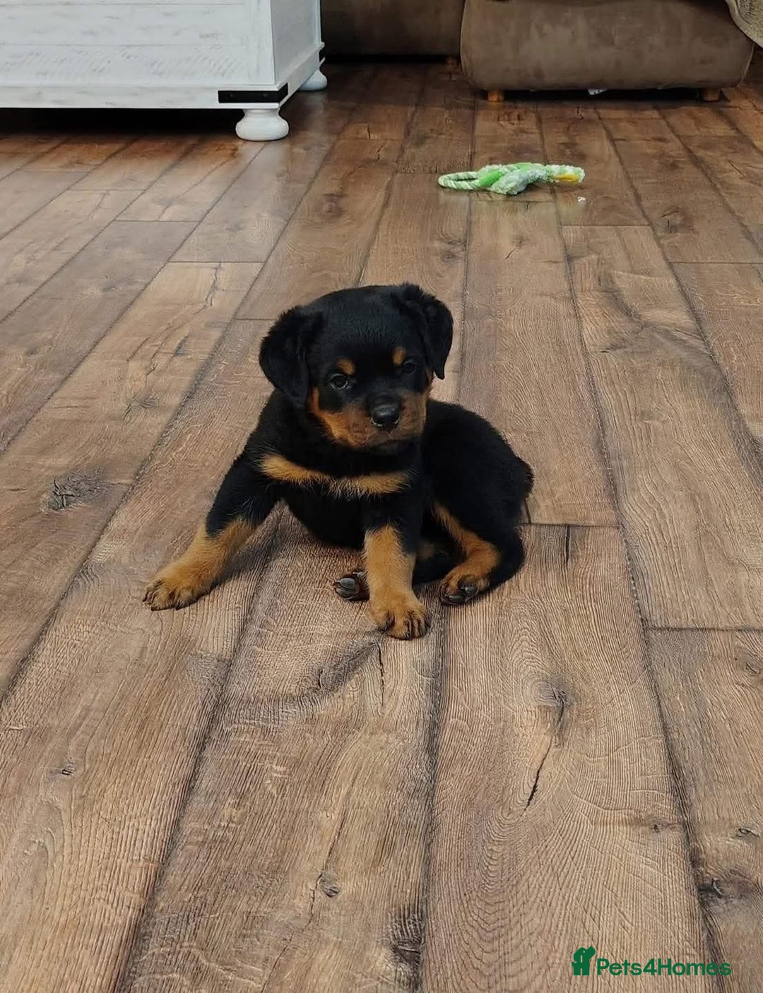 Rottweiler dogs for sale: chunky rottweiler puppy  - Image 5