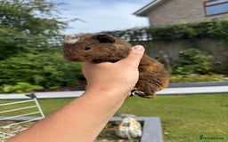 Guinea Pig rodents for sale: Guineapigs for sale  - Image 4