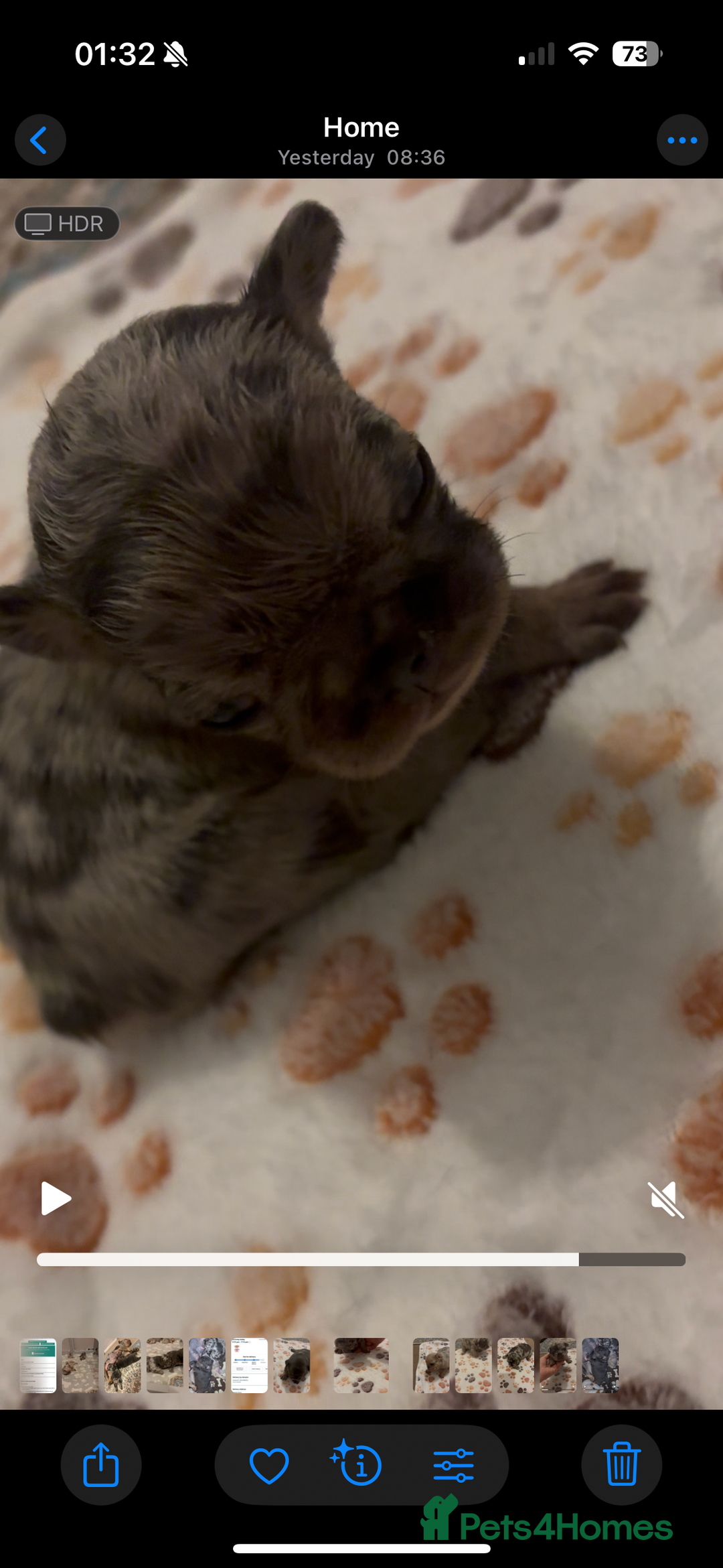 French Bulldog dogs for sale: 4 female French bulldog  - Advert 5