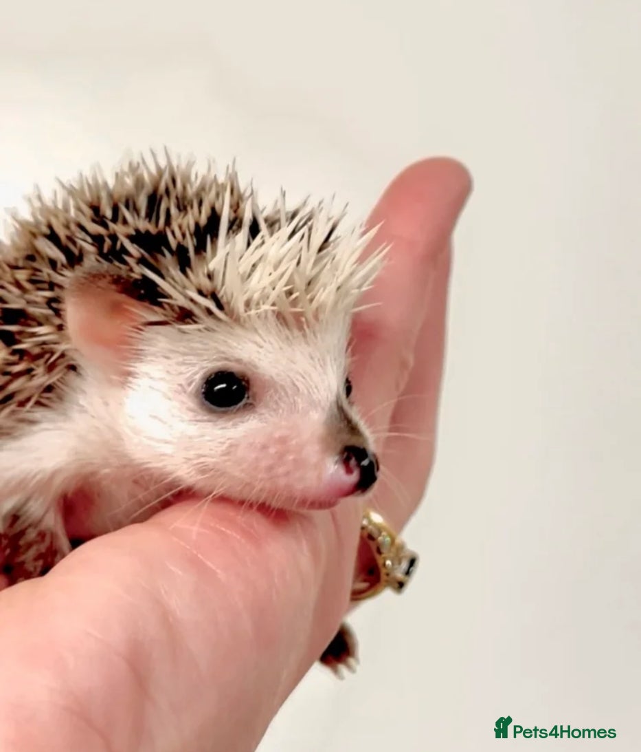Pygmy Hedgehog rodents Beautiful Baby Hedgehogs 🦔 🍂 Pinto African Pygmy - Advert 1