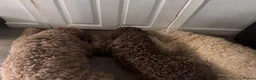 Labradoodle dogs for sale: Labradoodles 11th plus generation  - Advert 6