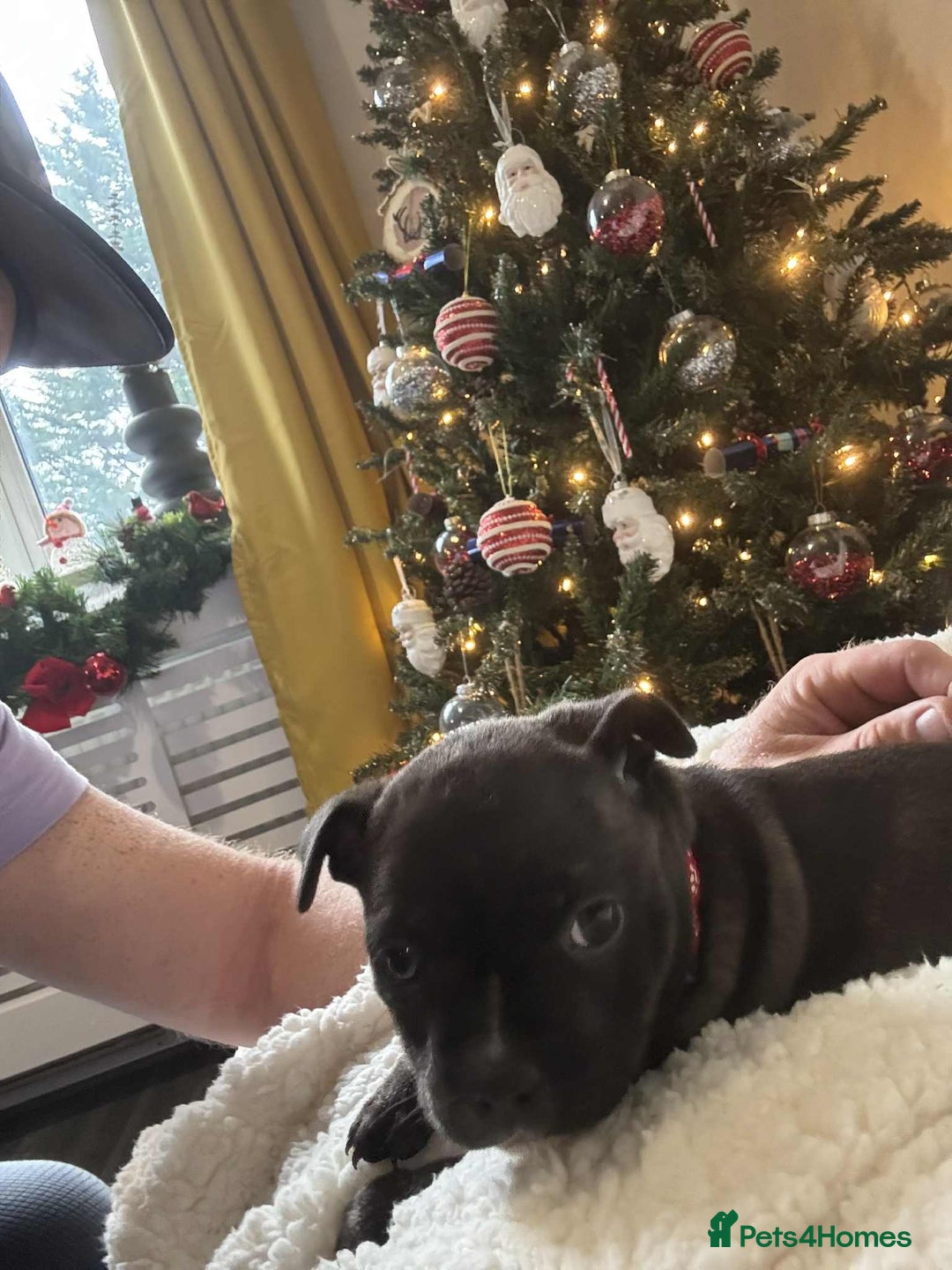 Staffordshire Bull Terrier dogs for sale: Kc registered Staffordshire bull terriers - Advert 20