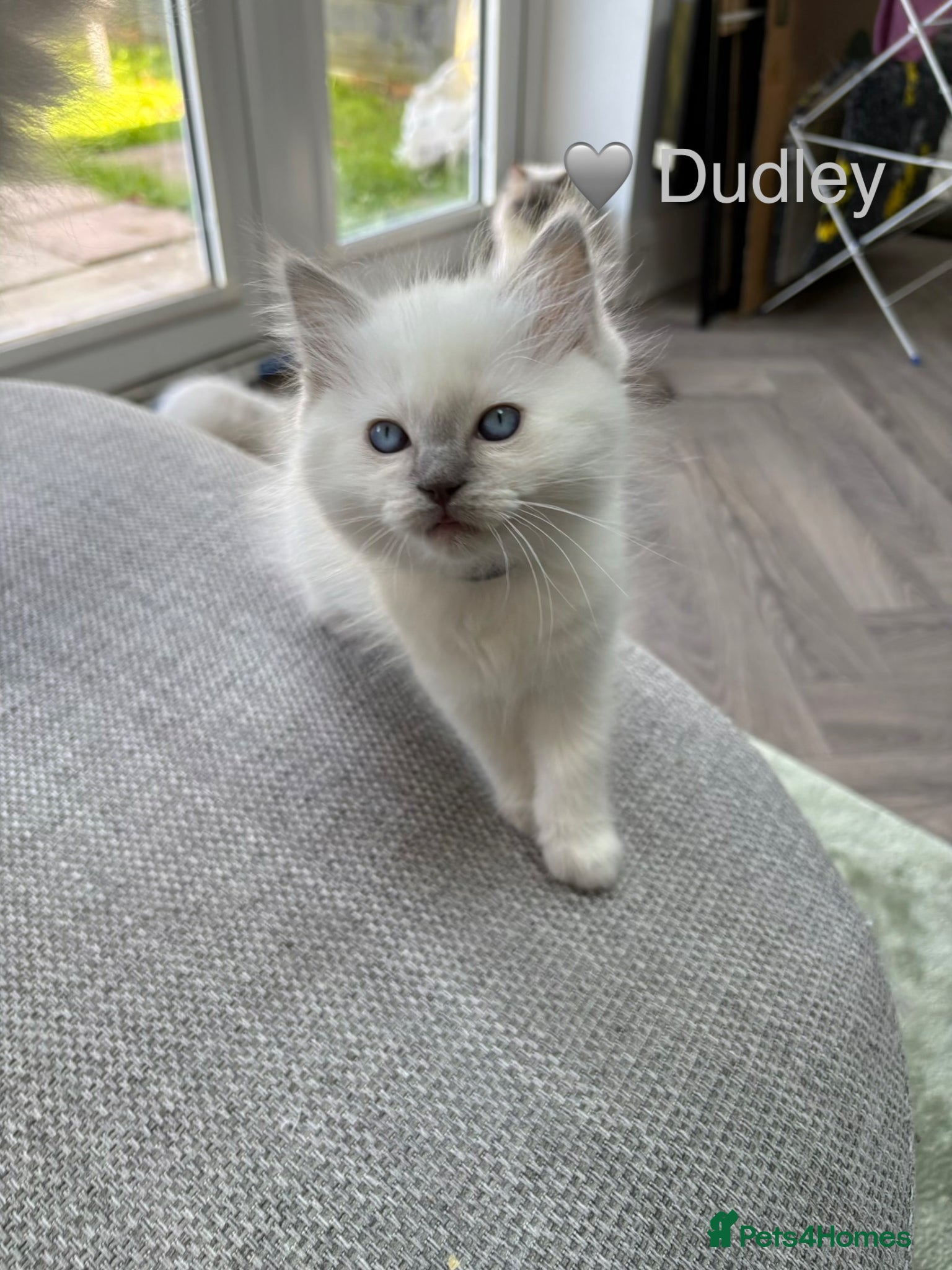 Ragdoll cats GCCF Registered - blue Ragdoll’s  - Advert 4