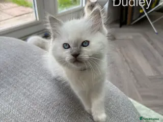 Ragdoll cats GCCF Registered - blue Ragdoll’s - Advert 4