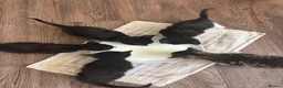 Domestic Shorthair cats for sale: 3 black and white kittens needing a loving home in Sittingbourne - Advert 8