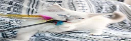 Ragdoll cats for sale: Fully Vaccinated GCCF parents  - Advert 6