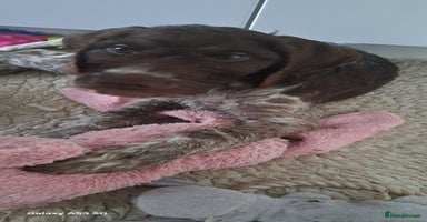 Mixed Breed dogs in Cumnock - Advert 6