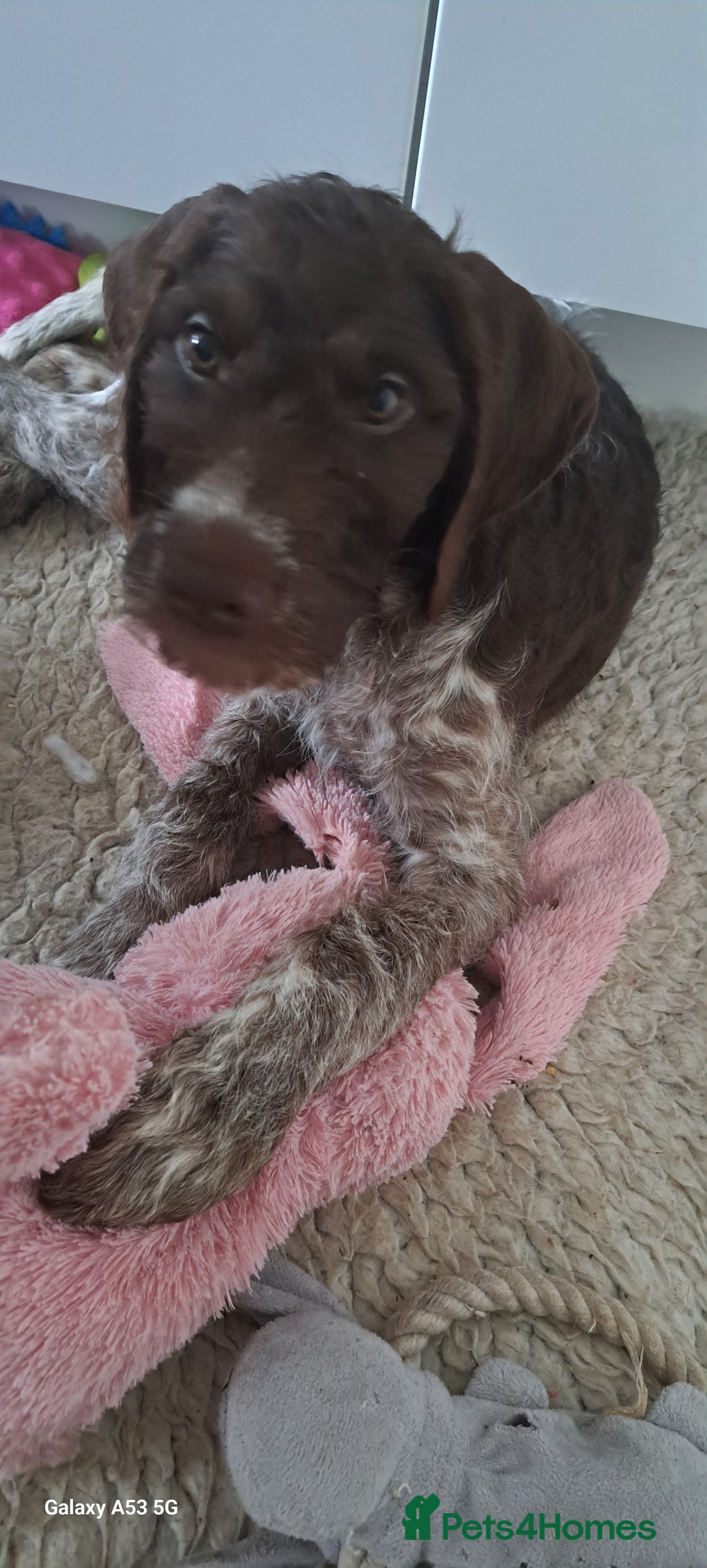 Mixed Breed dogs for sale: Doodle pointerpoodle boy in Cumnock - Image 11