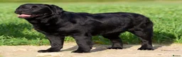 Labrador Retriever dogs for sale: SHOW BLACK ENGLISH LABRADOR TOP QUALITY - Advert 3