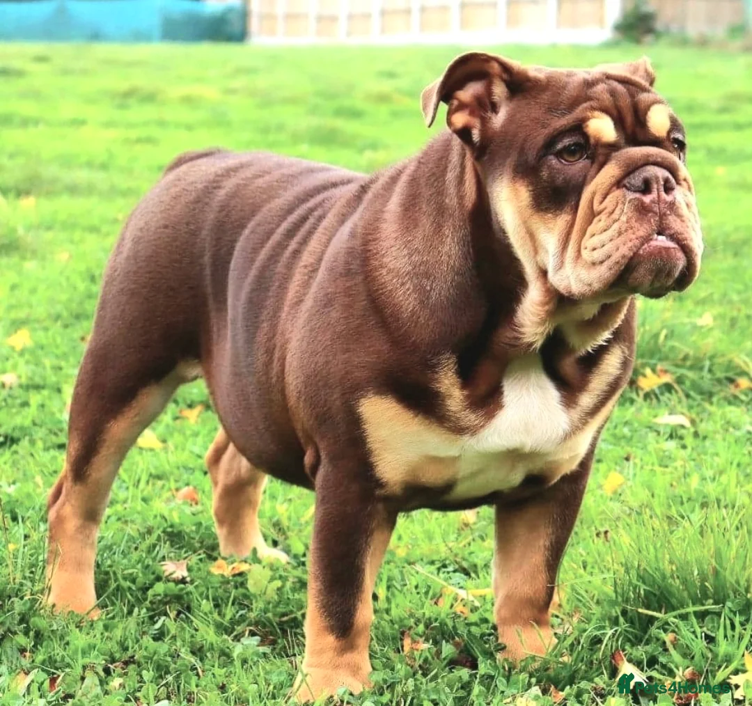 English Bulldog dogs for sale: English Bulldog Female 4 yrs Old- Loving 🏡 Needed - Advert 1