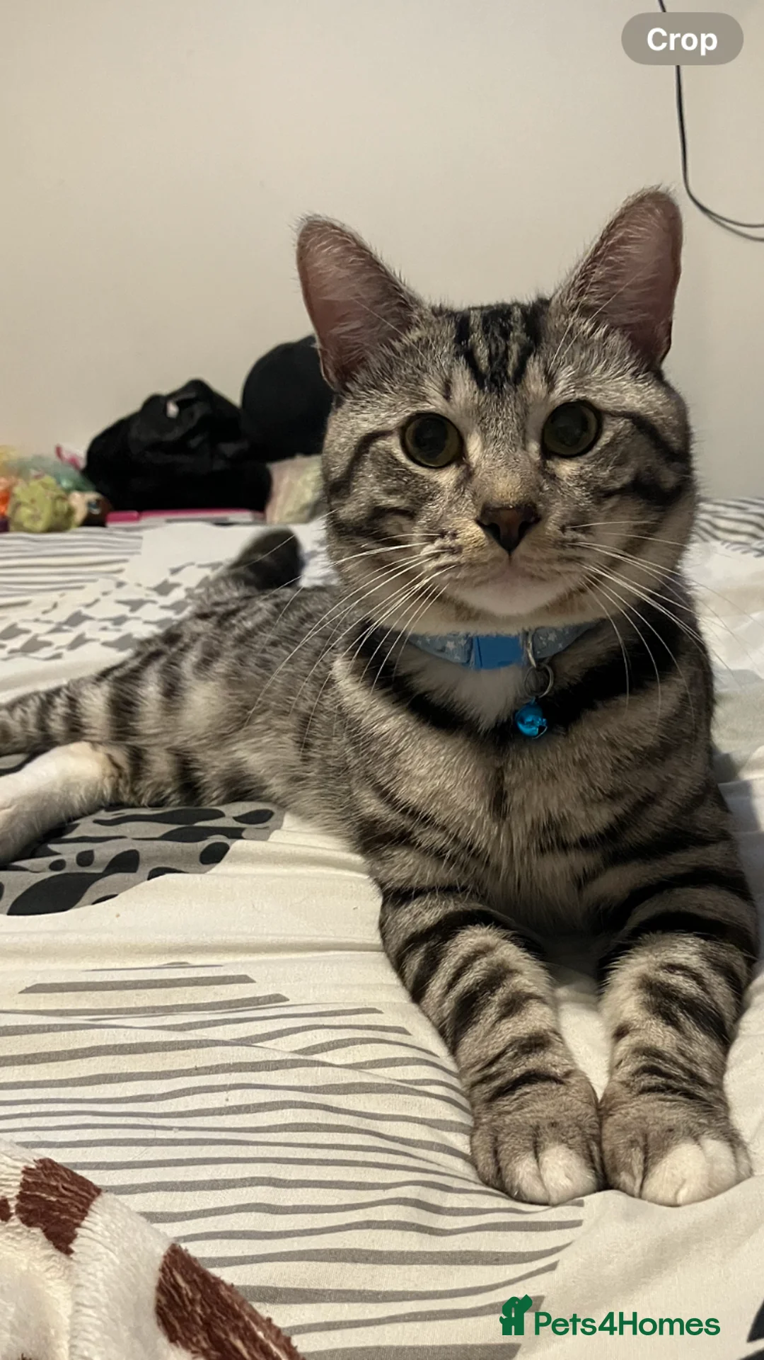 Russian Blue cats for sale: Silver and black tabby kittens  - Advert 1