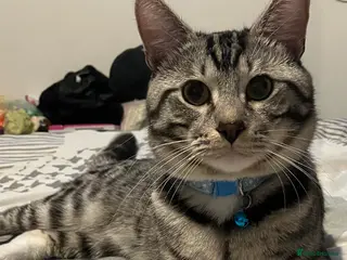 Russian Blue cats Silver and black tabby kittens - Advert 1