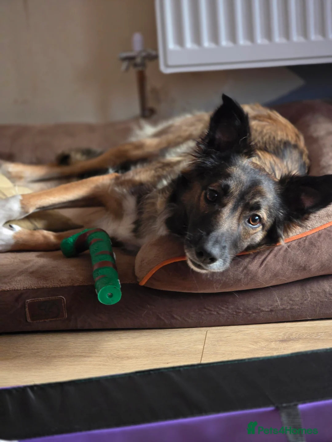 Mixed Breed dogs for stud: Looking to breed my female dog - Advert 2