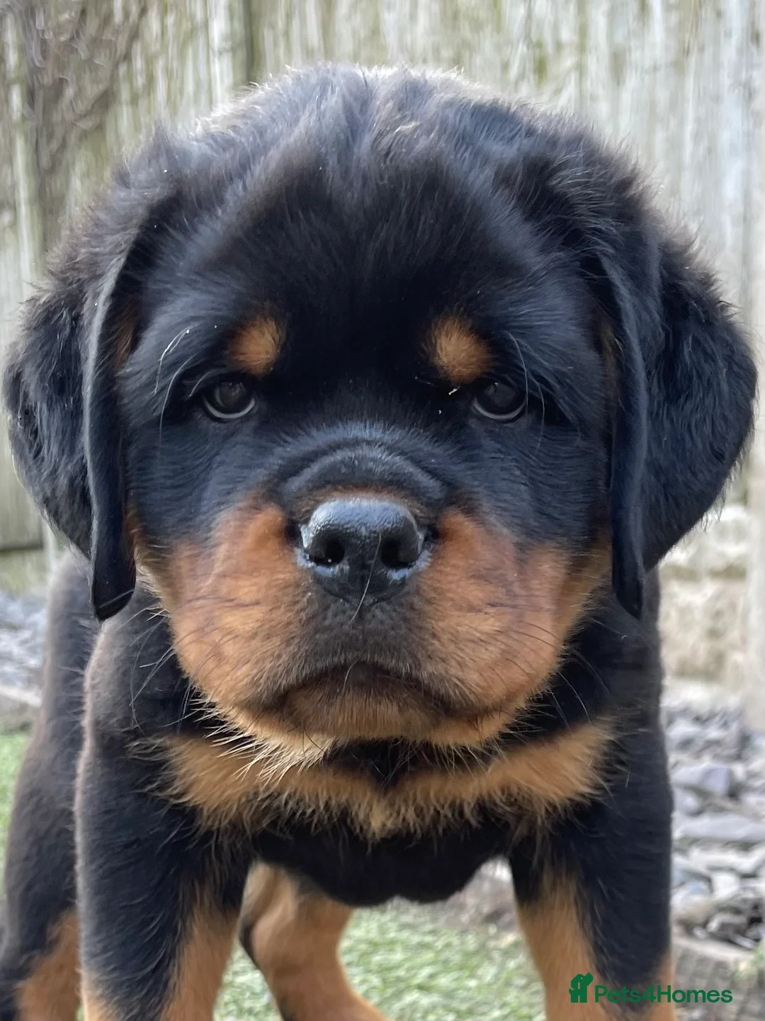 Rottweiler dogs for stud: ABSOLUTELY BEAUTIFUL KC Health Tested *FOR STUD* in Mansfield - Advert 19