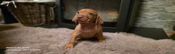 Hungarian Vizsla dogs for sale: Hungarian Vizsla Puppies for sale  - Advert 6