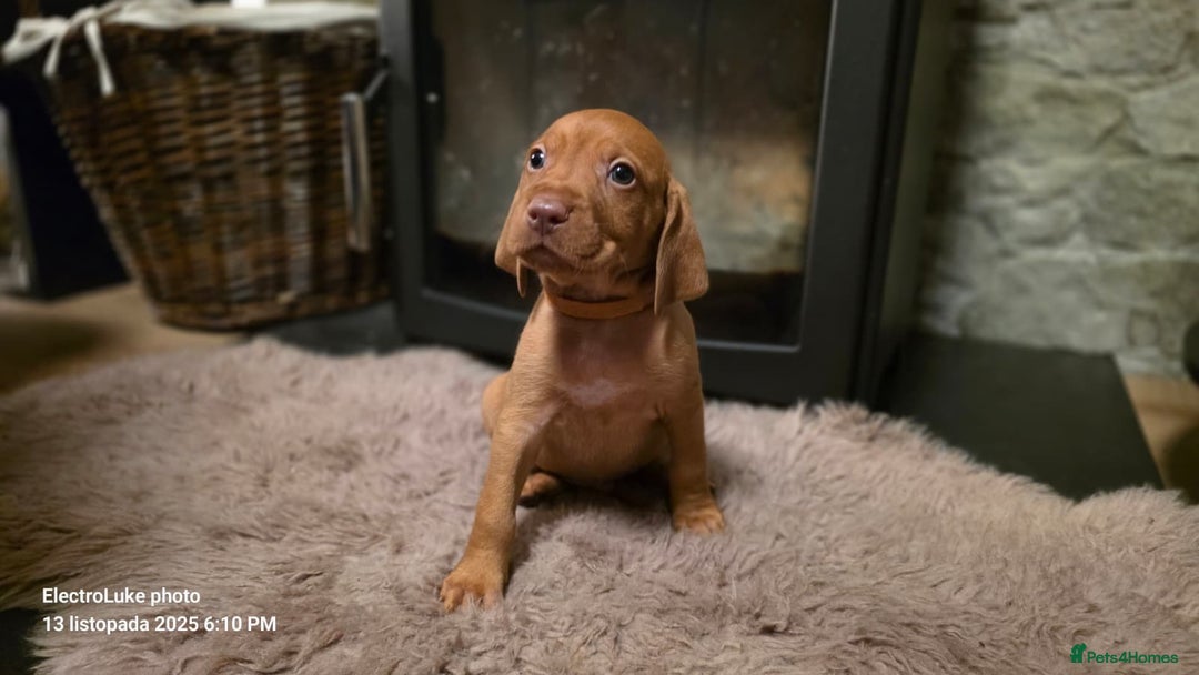 Hungarian Vizsla dogs for sale: Hungarian Vizsla Puppies for sale  - Advert 6