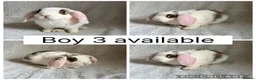Mini Lop rabbits for sale: Beautiful baby mini lops CAN LEAVE NOW - Advert 7