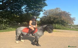Welsh Section C horses for sale: Mr Frankby  - Image 6
