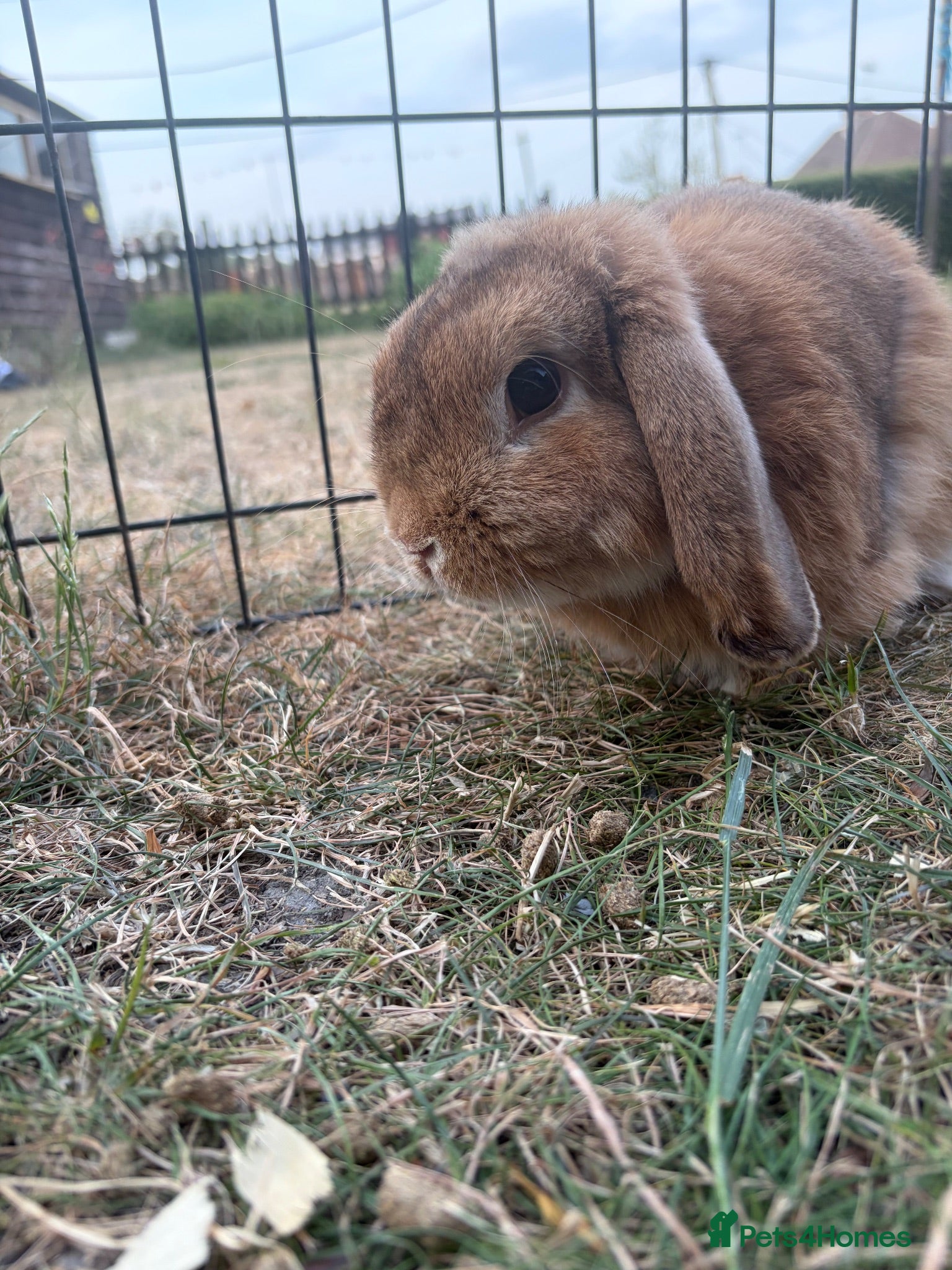 Mini Lop rabbits Male mini lop for sale  - Advert 2
