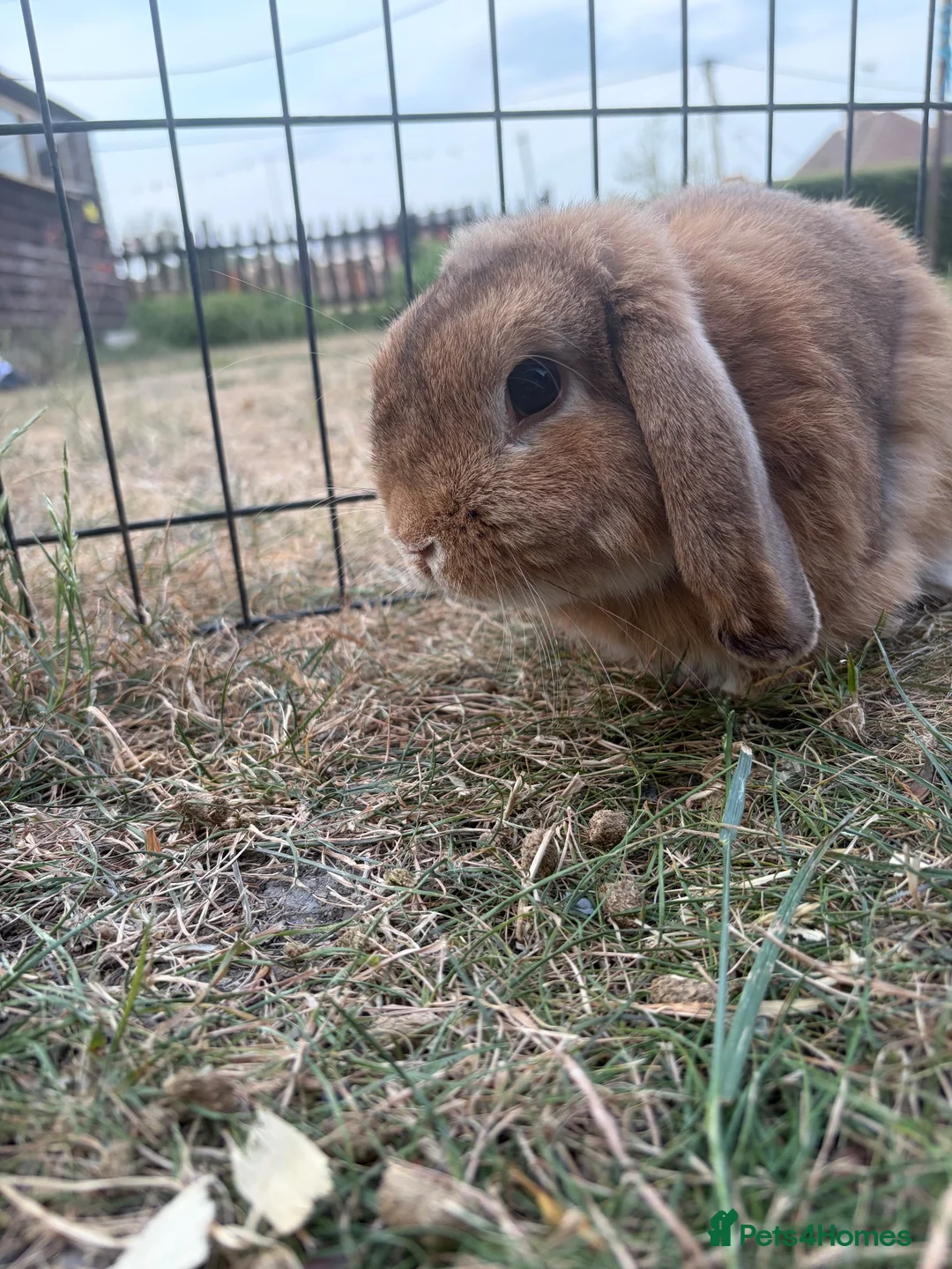Mini Lop rabbits for sale: Mixed mini lops for sale  - Advert 5