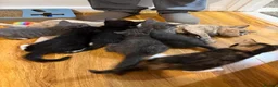 Mixed Breed cats for sale: Kittens Aga in ELY - Advert 6