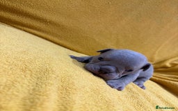 English Bulldog dogs for sale: For sale: 7 English Bulldog Puppies - Image 16