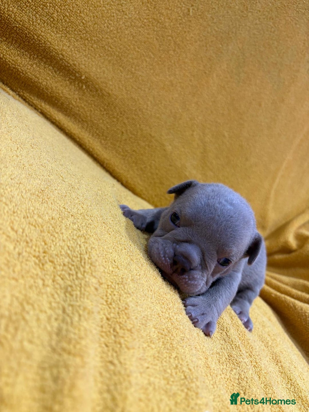 English Bulldog dogs for sale: For sale: 7 English Bulldog Puppies - Image 16