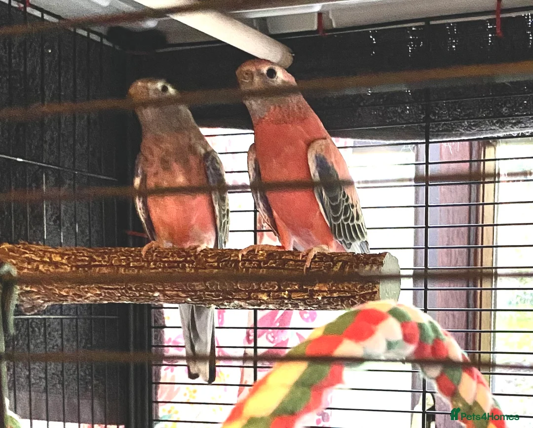Parakeets birds for sale: Pair of Pretty Bourke Parakeets and cage - Advert 1