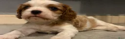 Cavalier King Charles Spaniel dogs for sale: Beautiful Blenheim puppies  - Advert 3