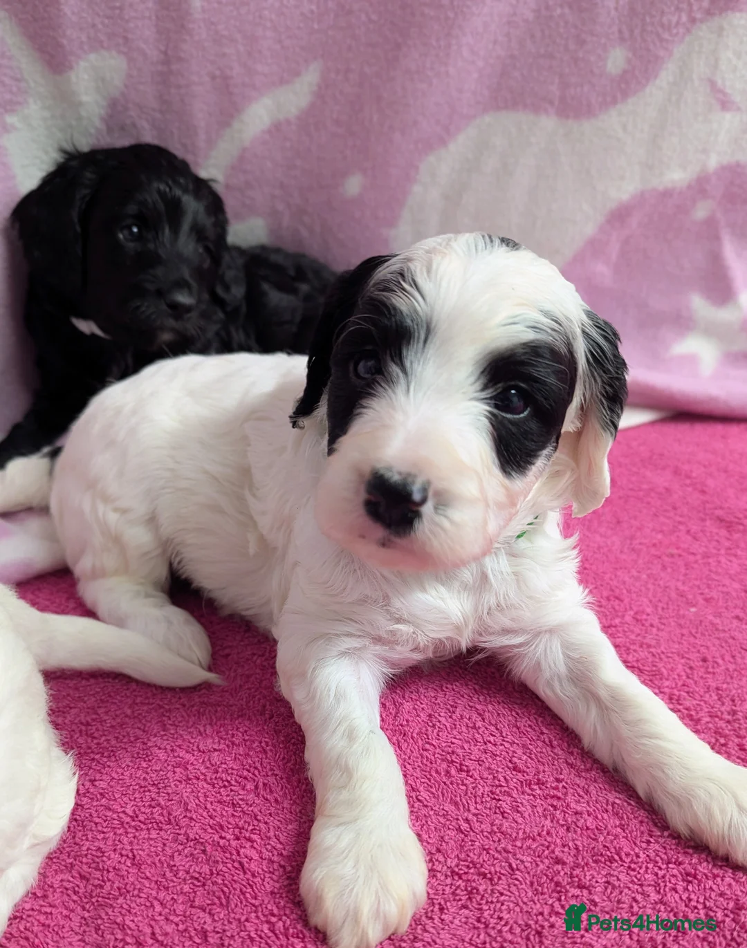 Cockapoo dogs for sale: Merle and Parti fully DNA health tested cockapoos  - Advert 12