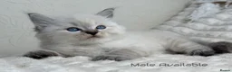 Ragdoll cats for sale: Pure Ragdoll Kitties  - Advert 3