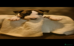 English Bull Terrier dogs for sale: English Bull Terrier - Image 3