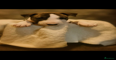 English Bull Terrier dogs - Advert 14