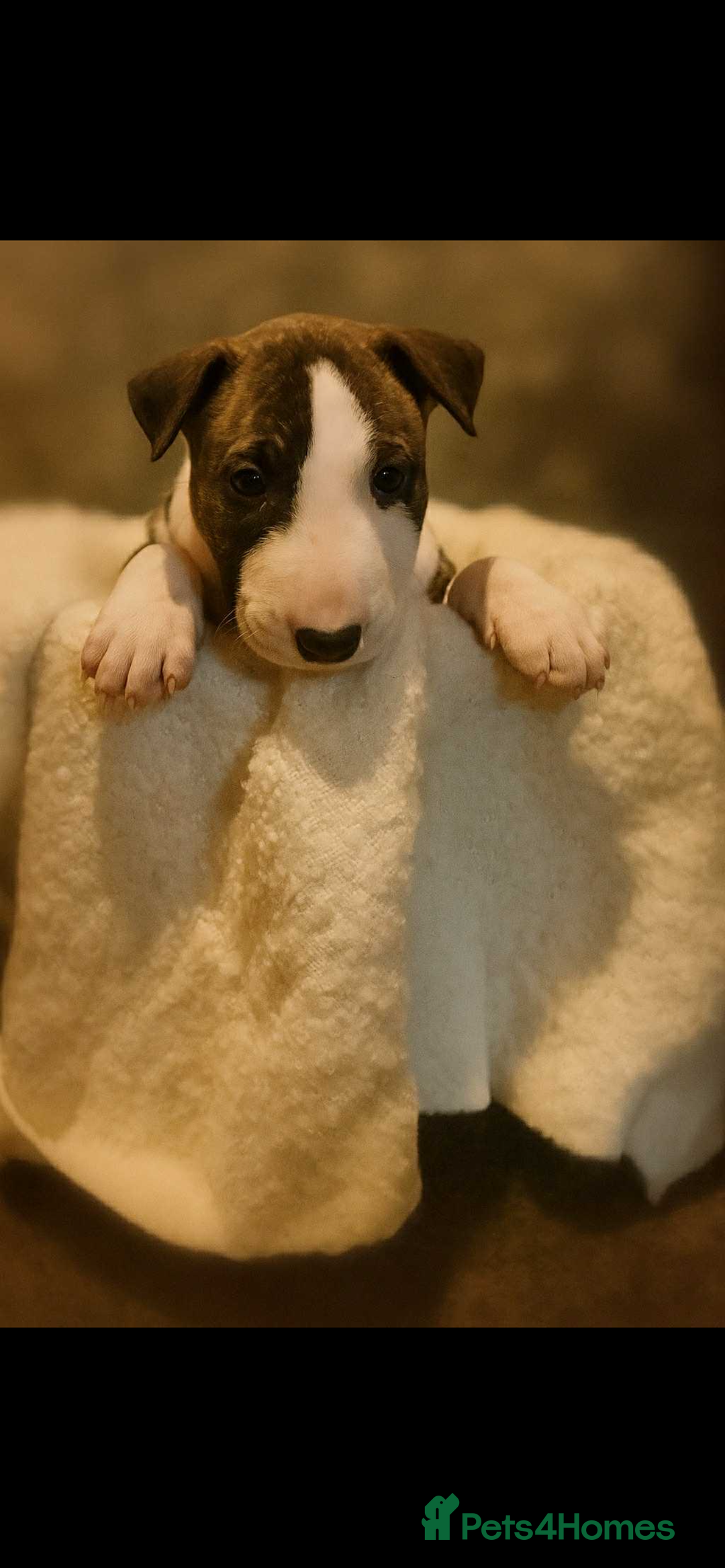 English Bull Terrier dogs for sale: English Bull Terrier - Image 3