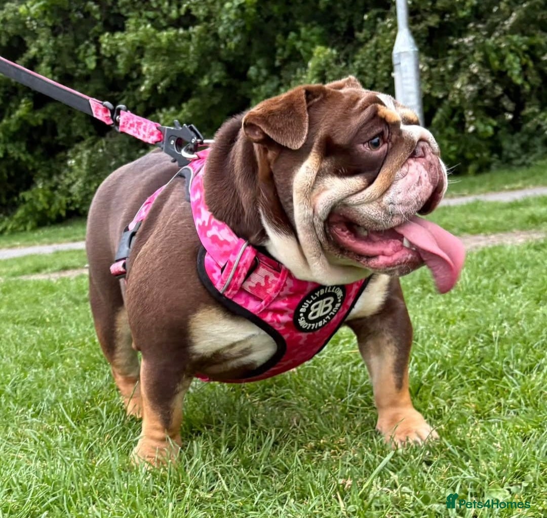 English Bulldog dogs 2 year old Female English Bulldog - Advert 3