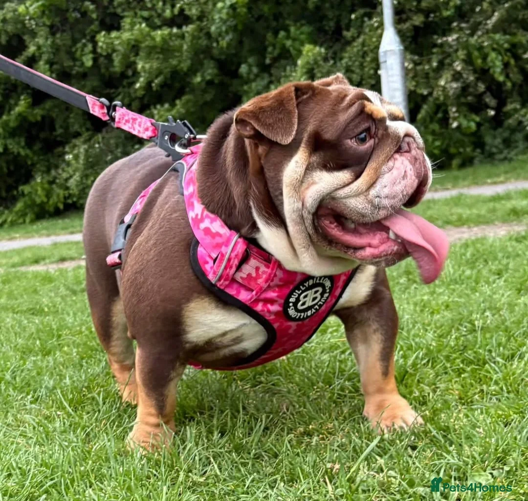 English Bulldog dogs for sale: 2 year old Female English Bulldog - Advert 1