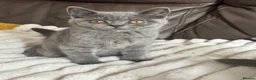 British Shorthair cats for sale: TICA Registered BritishShorthairKittens  Ready now - Advert 2
