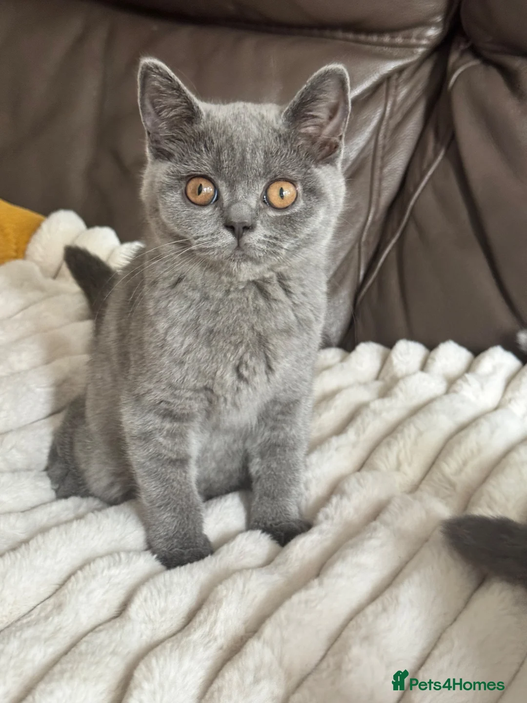 British Shorthair cats for sale: TICA Registered BritishShorthairKittens  Ready now - Advert 2