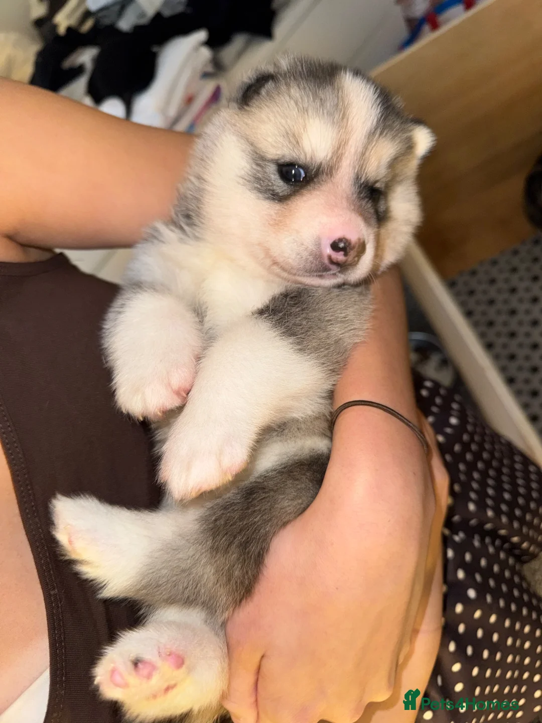Siberian Husky dogs for sale: Female Siberian husky puppy for sale in Dalkeith - Advert 1